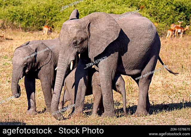 Afrikanische Elefanten, mit Jungtieren, im Chobe Nationalpark, Botswana