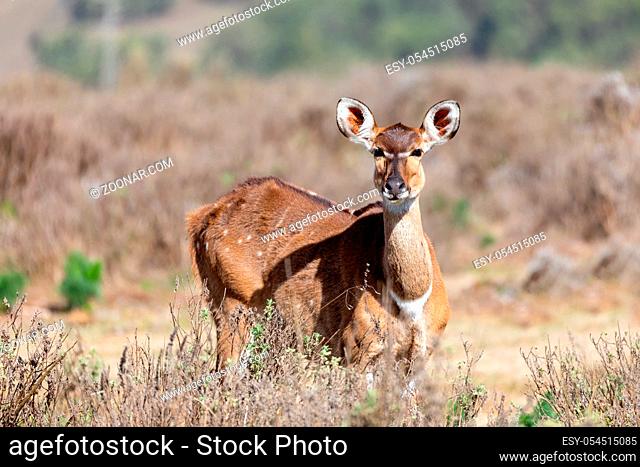 female of endemic very rare Mountain nyala, Tragelaphus buxtoni, big antelope in Bale mountain National Park, Ethiopia, Africa widlife