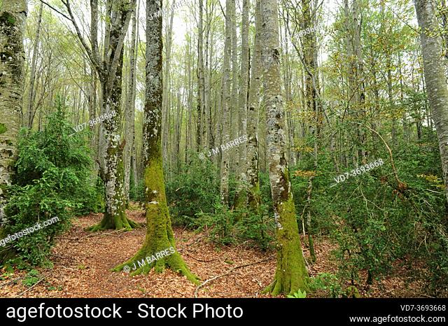 Larra-Belagua Natural Reserve, beech forest. Navarra, Spain
