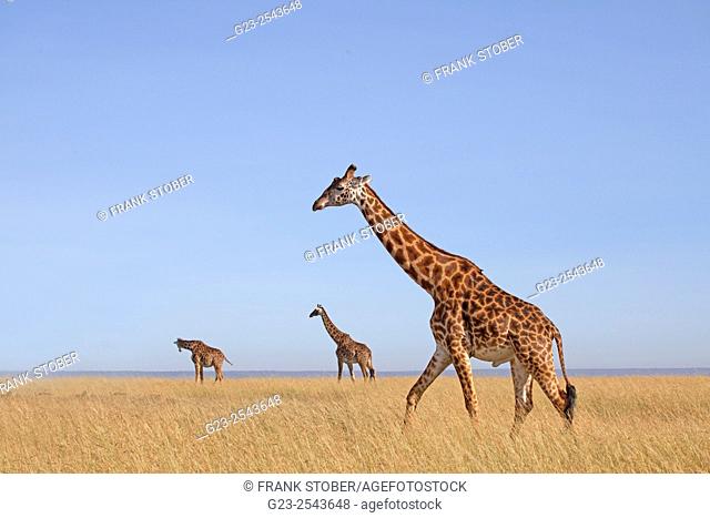 Kenya, giraffe herd (Giraffa camelopardalis)