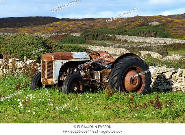 Old Ferguson T20 tractor, in coastal field beside drystone wall, Anglesey, Wales, august
