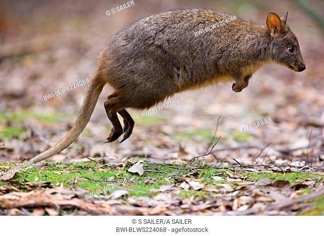 rufous wallaby, red-bellied pademelon, Tasmanian pademelon Thylogale billardierii, adult jumping, Australia, Tasmania, Mount Field National Park
