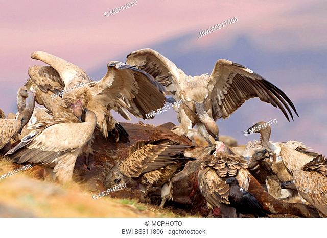 Cape vulture (Gyps coprotheres), feeding on cadaver, South Africa, Kwazulu-Natal, Giants Castle
