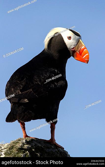 tufted puffin that stands on a rock by turning his head to the side