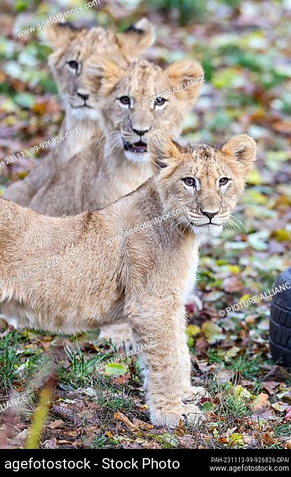 13 November 2023, Saxony, Leipzig: The lion cubs are standing in the lion savannah at Leipzig Zoo. The four lion cubs have now all been given names