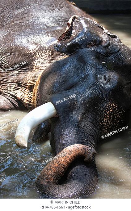 Bathing elephant in Periyar National Park, Kerala, India, Asia