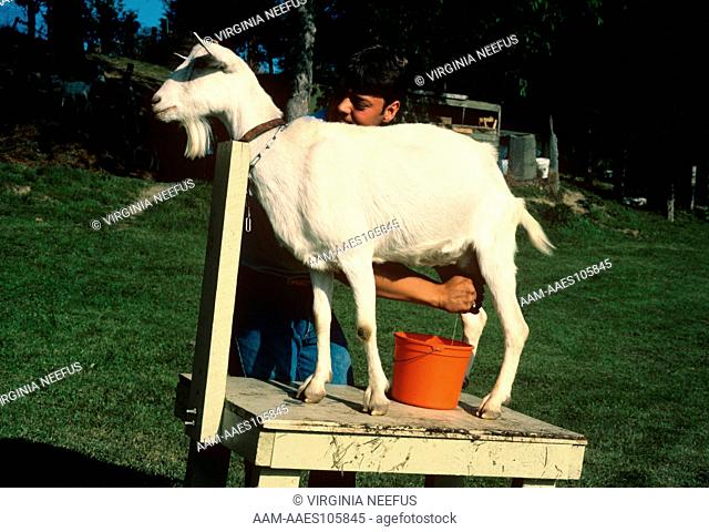 Goat: Saanen being milked Churchtown, NY
