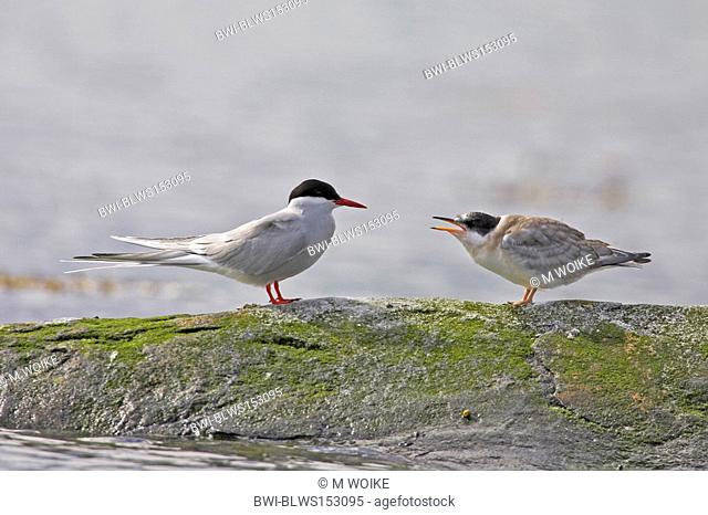 arctic tern Sterna paradisaea, juvenile bird begging for prey, Norway, Vesteralen
