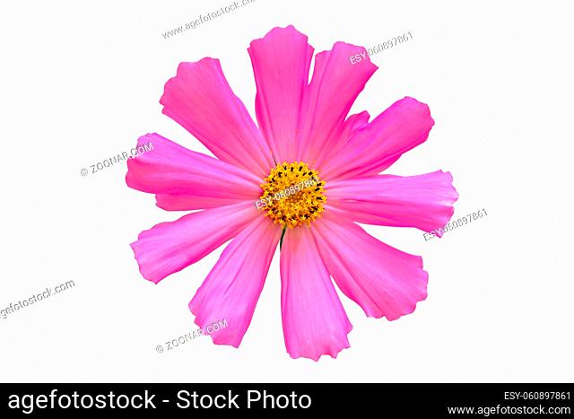 Dreamy pink cosmos single flower isolated on white background closeup. Macro with soft focus. Pastel vintage toned. Delicate transparent airy elegant artistic...