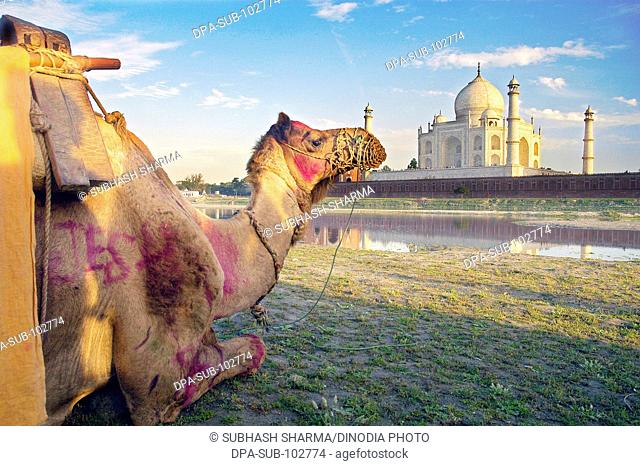 Camel banks river Yamuna flowing Taj Mahal Agra Ancient artist artistic beautiful blue sky clouds Color constructed 1631 A.D -1648 A