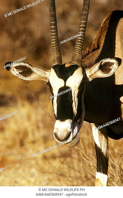 Beisa Oryx (Oryx gazella), Samburu, Kenya