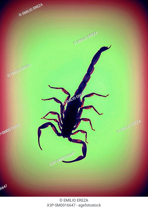 Scorpion. Palamnaeus fulvipes