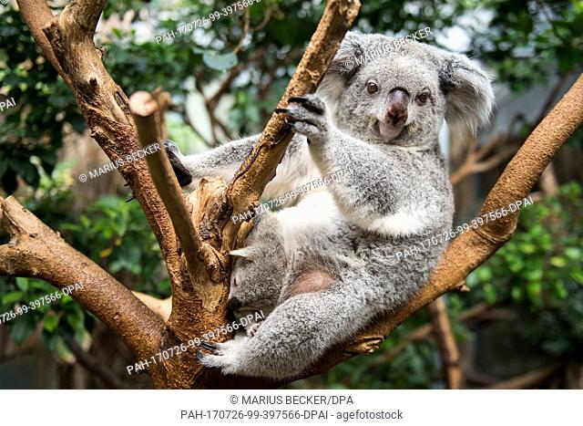 A yet-unnamed male baby koala sleeps in its mother Goonderrah's pouch in the Duisburg zoo in Duisburg, Germany, 26 July 2017