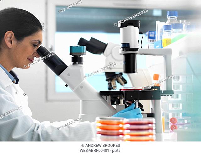Scientist examining cultures growing in petri dishes using a inverted microscope in the laboratory