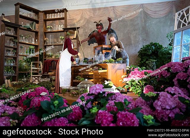 21 July 2023, Saxony, Pirna: Marion Riedel, horticulturist, sorts various hydrangeas in the Botanical Collections of the Technical University of Dresden in the...