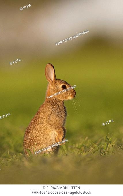 European Rabbit Oryctolagus cuniculus young, alert, standing on hind legs in field, Norfolk, England, june