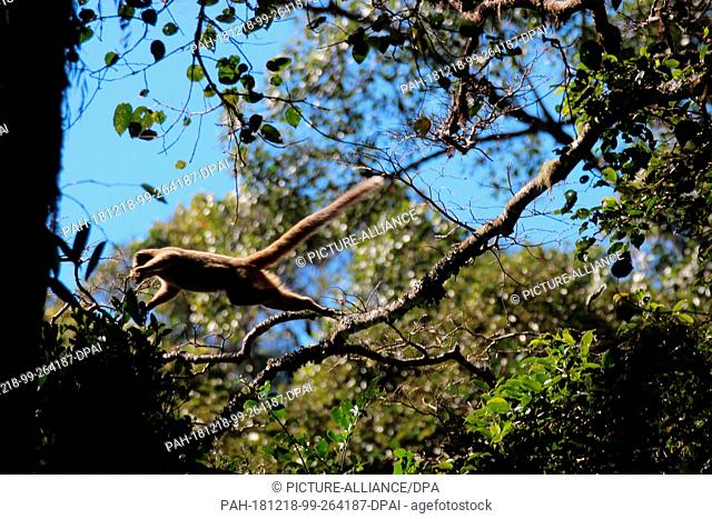 27 August 2018, Madagascar, -: A lemur of the species Rotstirnmaki (Eulemur rufifrons) runs on a branch in the Ranomafana National Park in southeast Madagascar...