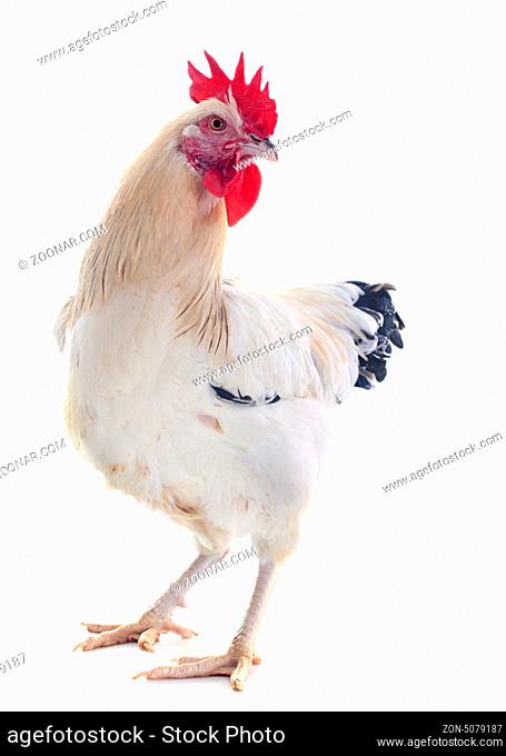 A sussex rooster upright on a white background