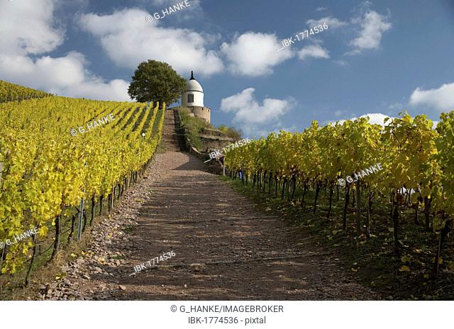 Jacobstein pavillion in the vineyard in autumn, Schloss Wackerbarth, Radebeul, Saxony, Germany, Europe