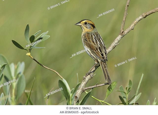 Nelson's Sparrow (Ammodramus nelsoni) perched in its breeding habitat, undisturbed marshes
