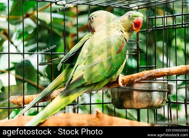 Alexandrine Parakeet Or Alexandrian Parrot Or Psittacula Eupatria Is A Member Of The Psittaciformes Order And Of The Family Psittaculidae