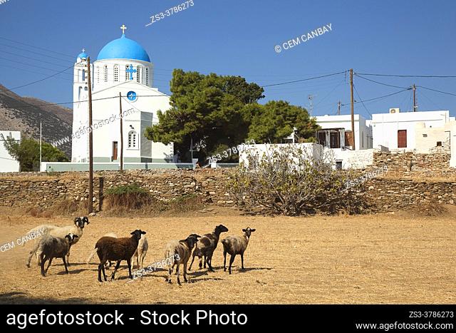 View to the blue domed Zoodohos Pigi Church in Kato Petali village with the sheeps in the foreground, Sifnos Island, Cyclades Islands, Greek Islands, Greece