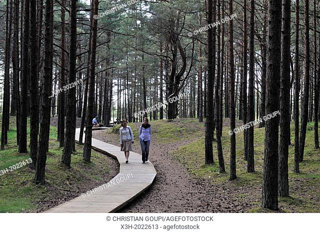 footway through the coastal pine forest in Ragakapa Nature Reserve, Lielupe area, Jurmala, Gulf of Riga, Latvia, Baltic region, Northern Europe