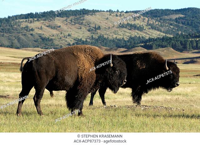 American Bison on grasslands in Custer State Park, South Dakota, North America. (Bison bison)