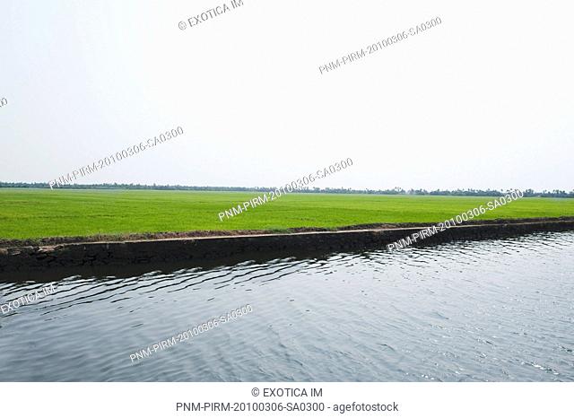 Field near a lagoon, Kerala Backwaters, Alleppey, Alappuzha District, Kerala, India