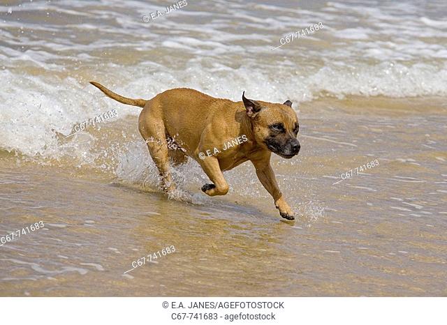 Staffordshire Bull Terrier playing in Sea