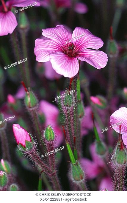 Geranium Maderense purple flower