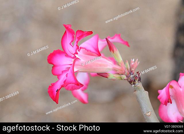 Desert rose, impala lily or Sabi star (Adenium obesum somalense) is a poisonous tree native to eastern Africa. This photo was taken in Ethiopia