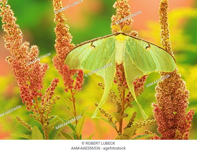 Luna Moth and Steeplebush (Actias luna), Summer, Adirondacks, New York