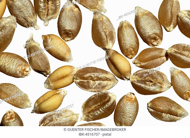 Grains of Common Wheat (Triticum aestivum), Switzerland
