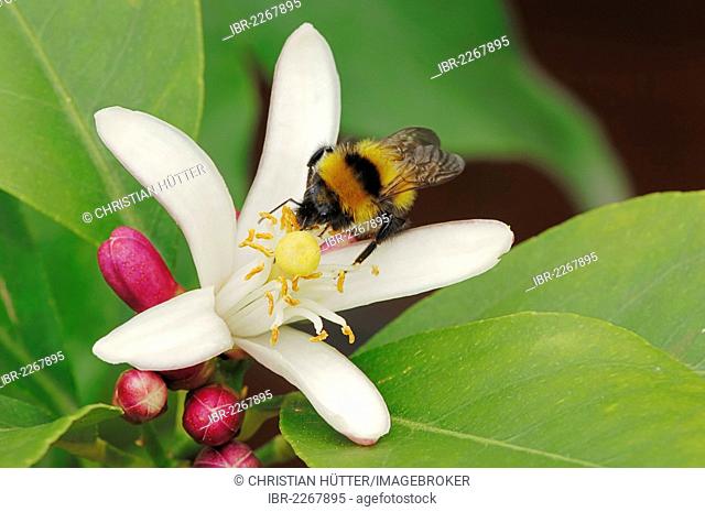 Lemon tree (Citrus limon), bumble bee perched on a blossom, ornamental plant and crop plant, North Rhine-Westphalia, Germany, Europe
