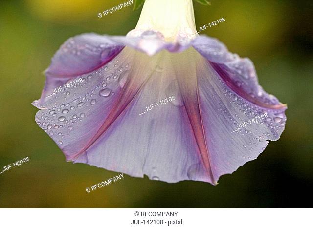 purple morning glory - blossom / Ipomoea purpurea