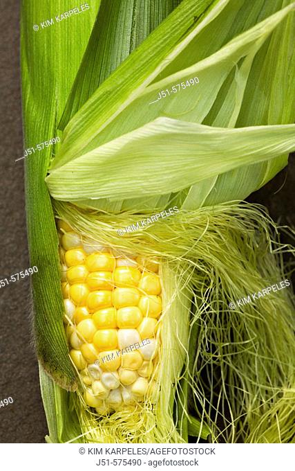 Vegetables. Riverwoods, Illinois. Ear of fresh bicolor sweet corn with husks pulled back to expose kernels