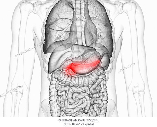 Pancreas , illustration