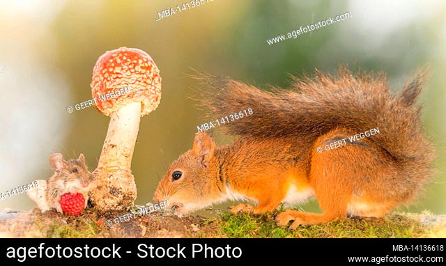 red squirrels and mouse with raspberry standing with mushroom