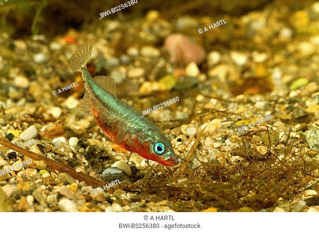 three-spined stickleback Gasterosteus aculeatus, male fanning fresh water towards the nest