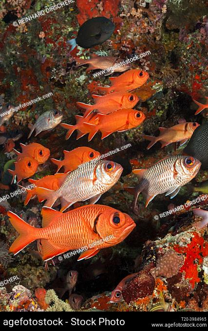 Shoal of Blotcheye Soldierfish, Myripristis murdjan, North Male Atoll, Indian Ocean, Maldives