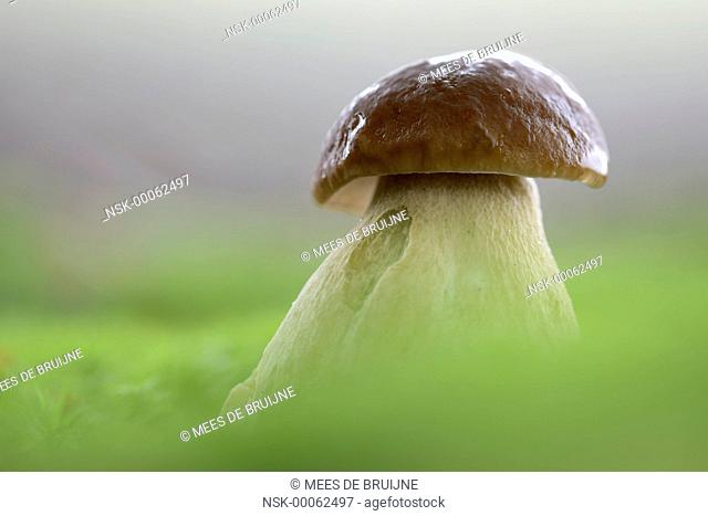 Cep Mushroom (Boletus edulis) standing in the moss, The Netherlands, Noord-Brabant, Wouwse plantage