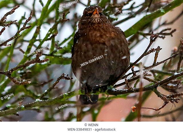 A Blackbird feeds in a garden in north London during snowfall in the capital as Storm Emma and The Beast from the East have combined to create freezing...