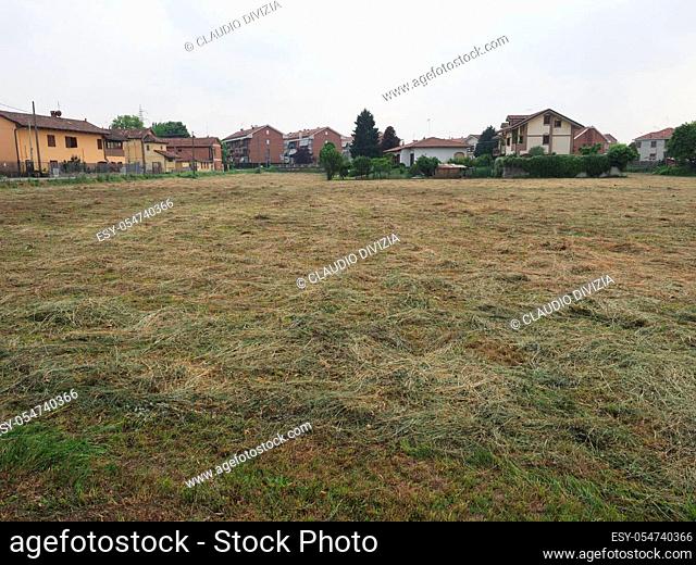Freshly cut hay forage in a field