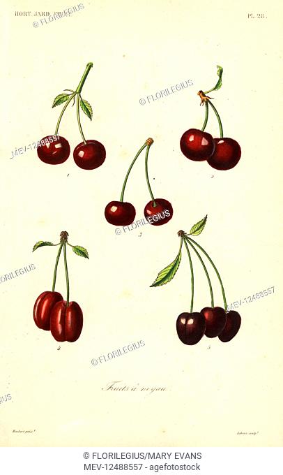 Fruits, Fruits a noyau. Varieties of cherry, Prunus cerasus. Cerises anglaises, cerises de Montmorency, griottes, bigarreaux gros rouges, guignes noires
