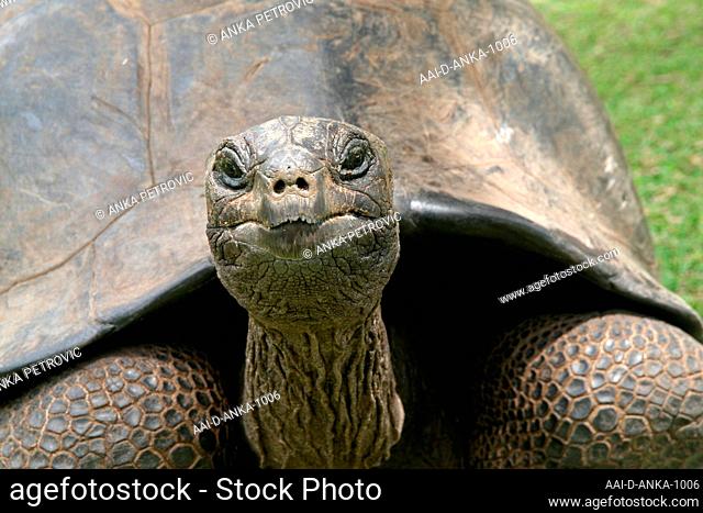 Aldabra giant tortoise (Aldabrachelys gigantea), close-up of head, Curieuse Island, Seychelles