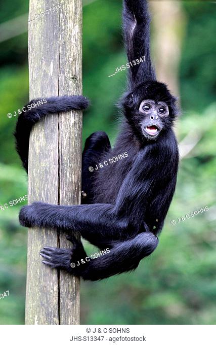 Black-Headed Spider Monkey, Ateles fusciceps robustus, South America, adult climbing ontree
