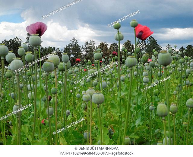 An opium poppy field near Guachochi in the state of Chihuahua, Mexico, 18 October 2017. Mexico's armed forces destroy hundreds of opium poppy fields day after...