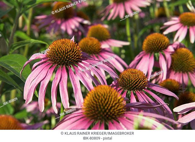 Blossoms of purple coneflower (echinacea purpurea), an old herbaceous plant helping against common cold