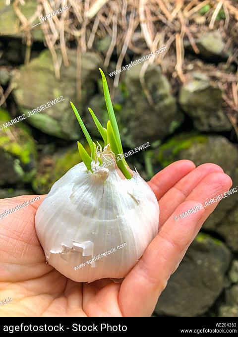 Garlic (Allium sativum) is a species in the onion genus, Allium